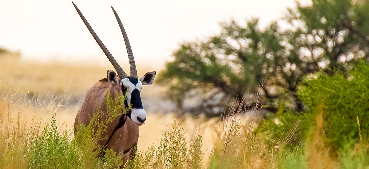  Botswana, Namibia und Simbabwe Caprivi Afrika Erlebnis-Reisen
