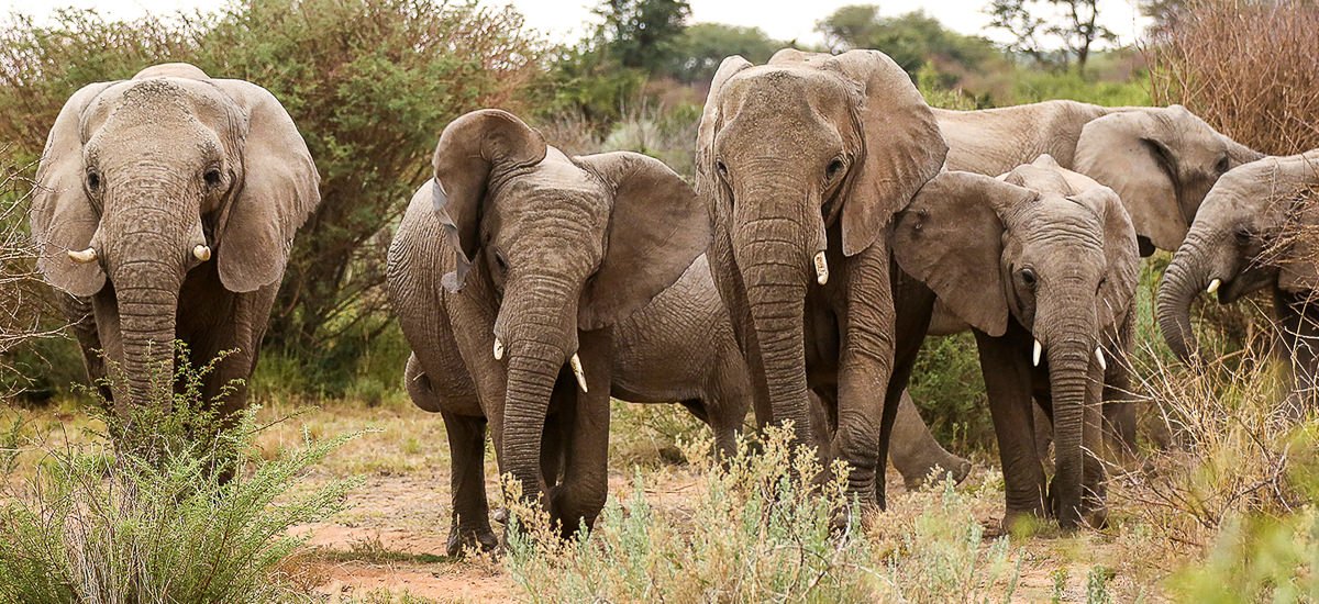  Botswana, Namibia und Simbabwe Caprivi Afrika Erlebnis-Reisen