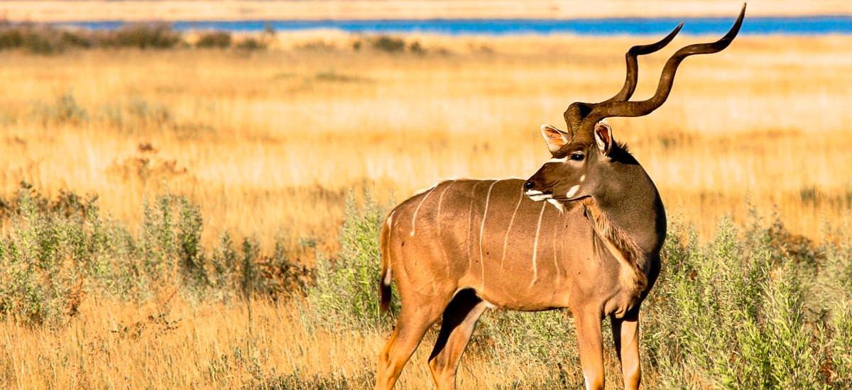  Namibia, Botswana, Simbabwe und Südafrika Limpopo Afrika Erlebnis-Reisen