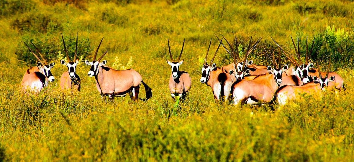  Namibia, Botswana, Simbabwe und Südafrika Limpopo Afrika Erlebnis-Reisen