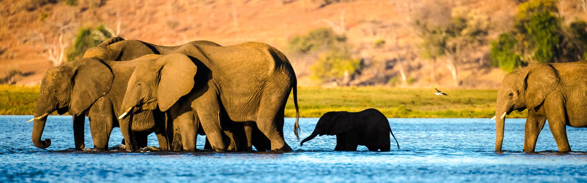Elefanten berqueren den Fluss Chobe zur Sedudu Insel |  Dennis Wehrmann / Chamleon