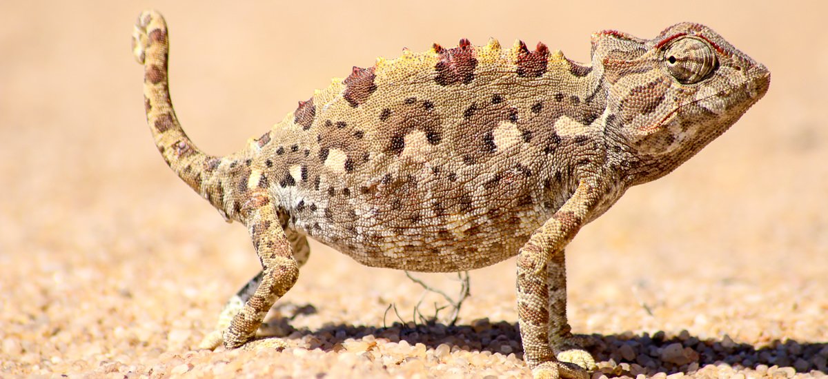  Namibia Sossusvlei Afrika Erlebnis-Reisen