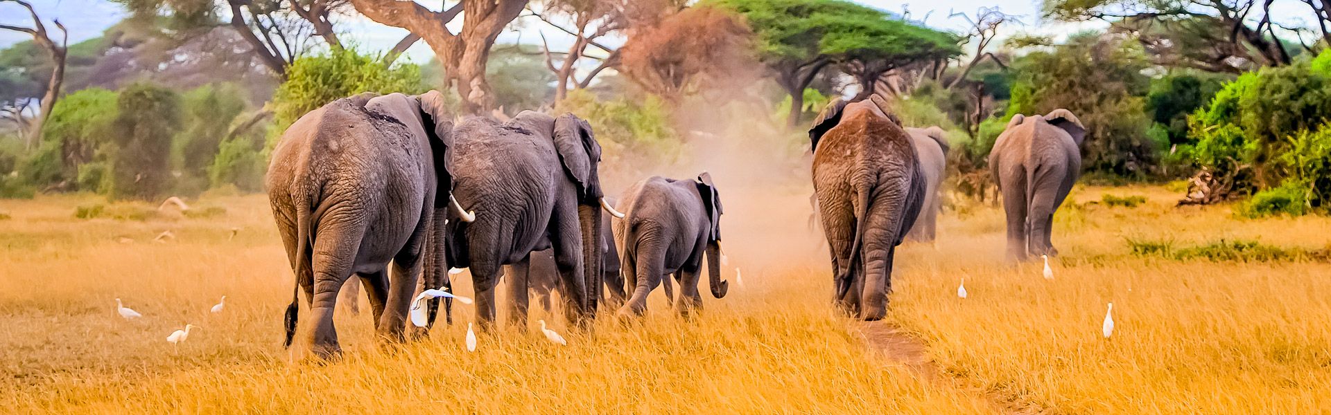 Elefantenfamilie |  Byrdyak, iStockphoto.com / Chamleon
