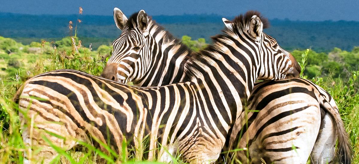  Südafrika und Eswatini Krüger Afrika Erlebnis-Reisen