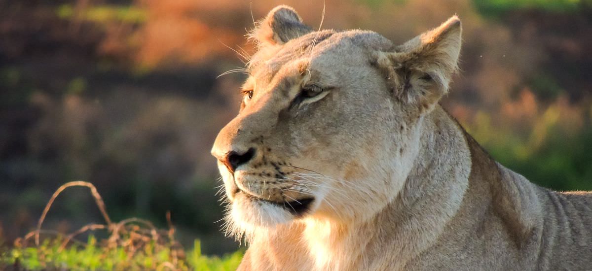  Südafrika und Eswatini Krüger Afrika Erlebnis-Reisen
