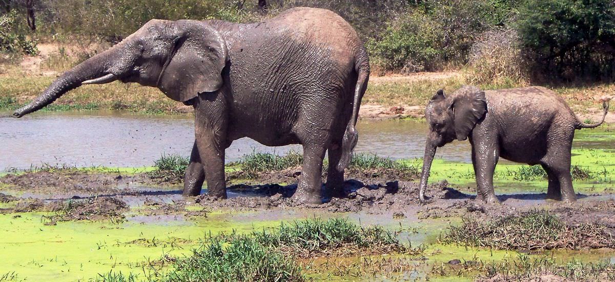 Südafrika und Eswatini Krüger Afrika Erlebnis-Reisen