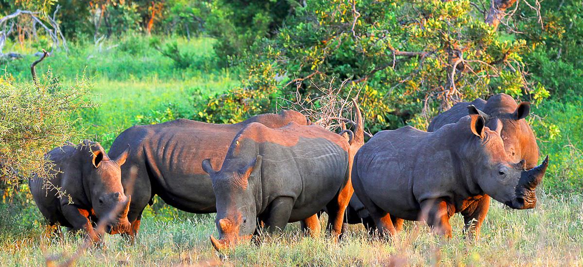  Südafrika und Eswatini Krüger Afrika Erlebnis-Reisen