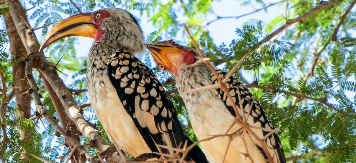  Südafrika und Eswatini Krüger Afrika Erlebnis-Reisen