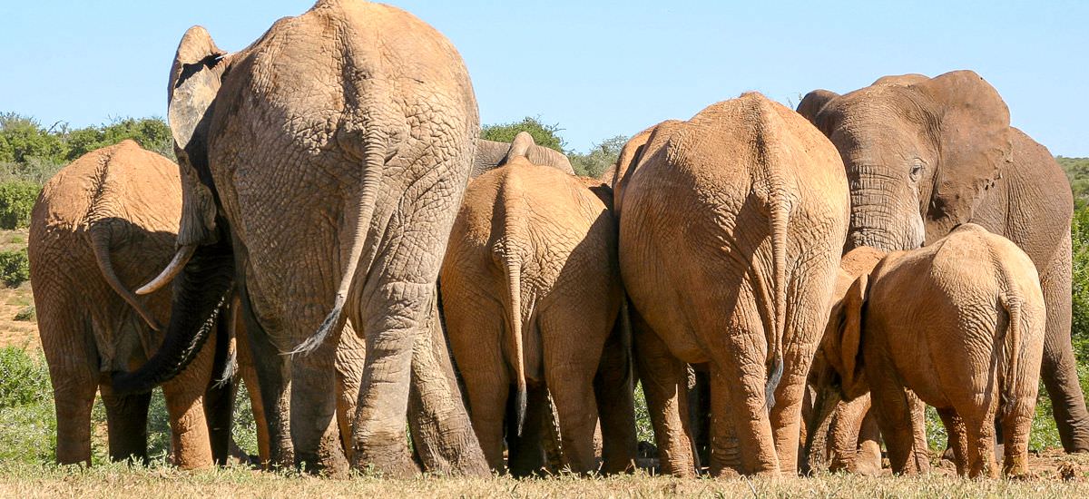  Südafrika und Eswatini Krüger Afrika Erlebnis-Reisen