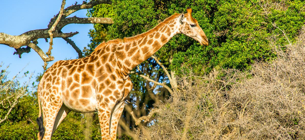  Südafrika und Eswatini Krüger Afrika Erlebnis-Reisen