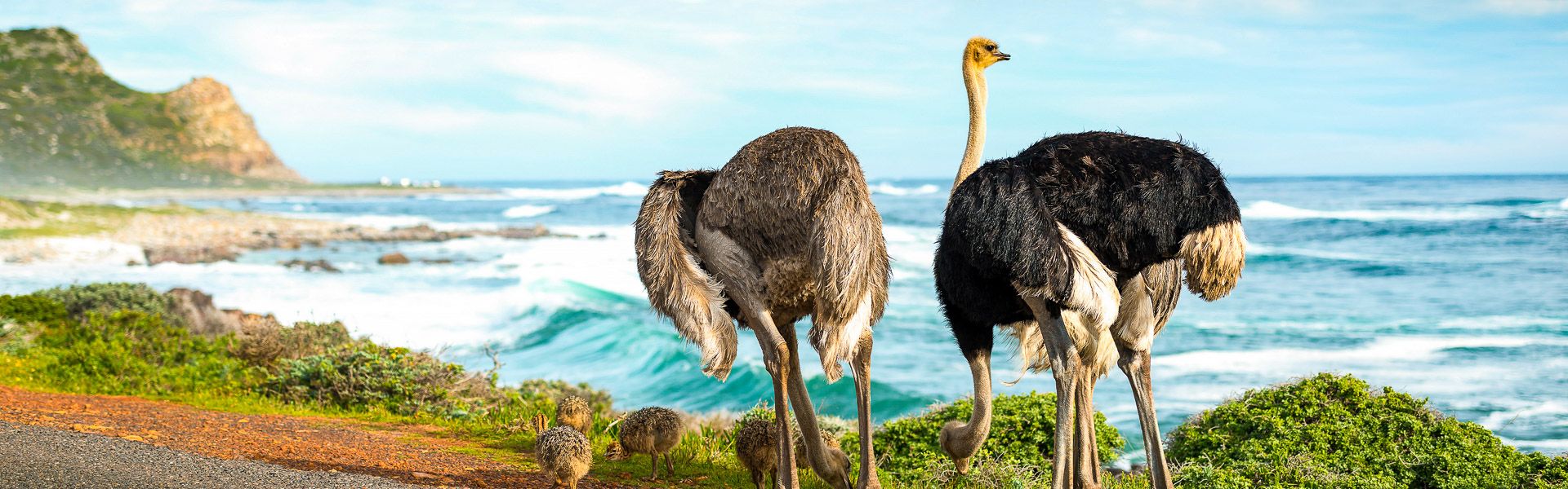 Strauenfamilie am Kap der Guten Hoffnung |  THPStock, iStockphoto.com / Chamleon