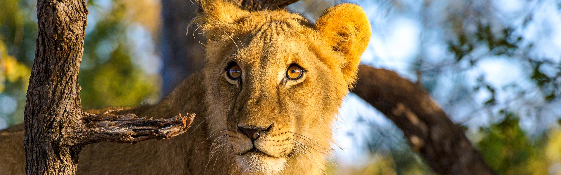 Junger Lwe in Baum |  Kai-Uwe Kchler, Art & Adventure / Chamleon