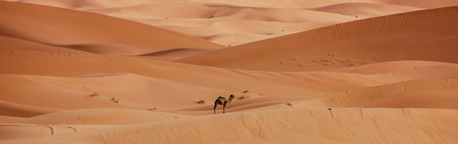 Kamel in der Sahara Wueste |  Nasalune, Pixabay / Chamleon