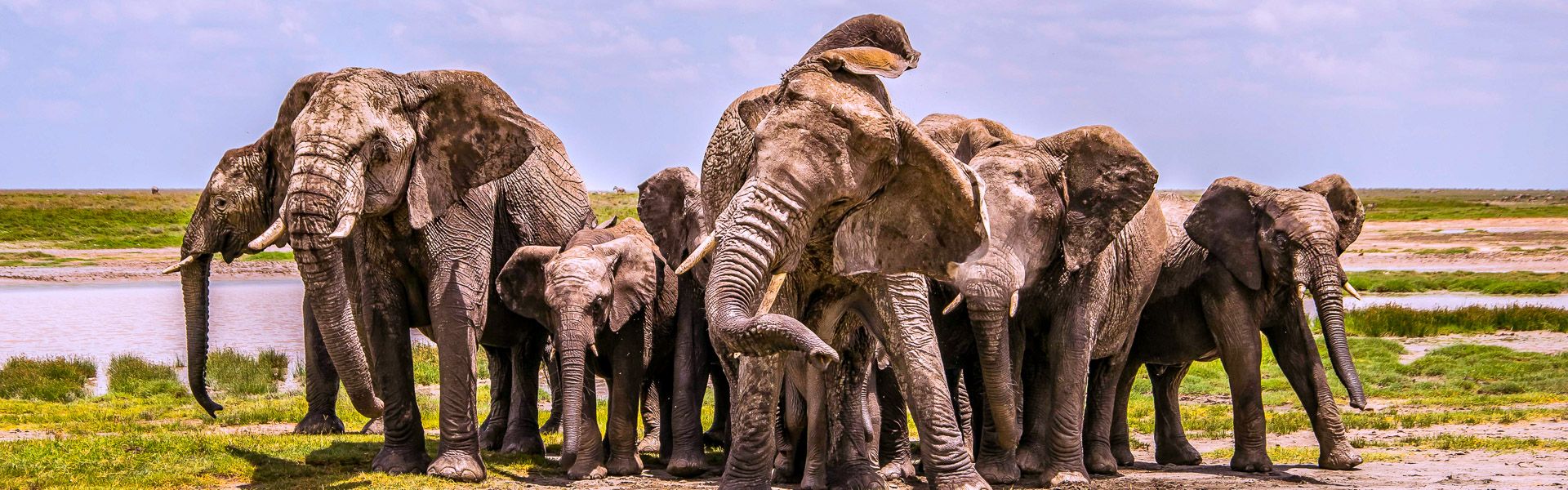 Elefantenfamilie im Serengeti Nationalpark |  Veronica Crocitti, EyeEm / Chamleon