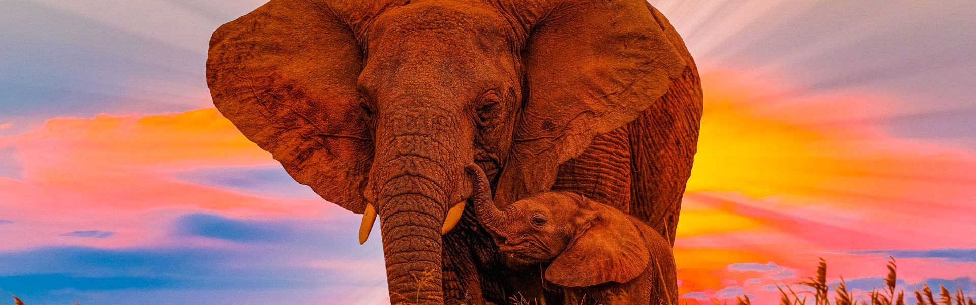 Elefantenmutter mit Baby im Sonnenaufgang |  1001slide, iStockphoto.com / Chamleon