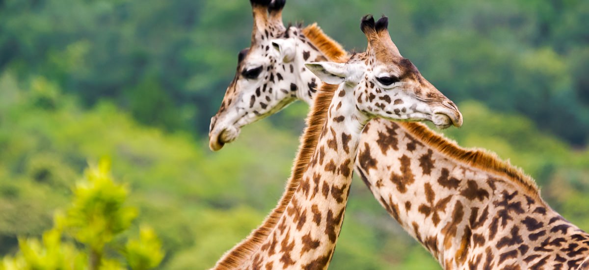  Tansania Serengeti Afrika Erlebnis-Reisen