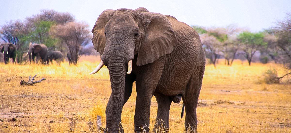  Tansania Serengeti Afrika Erlebnis-Reisen