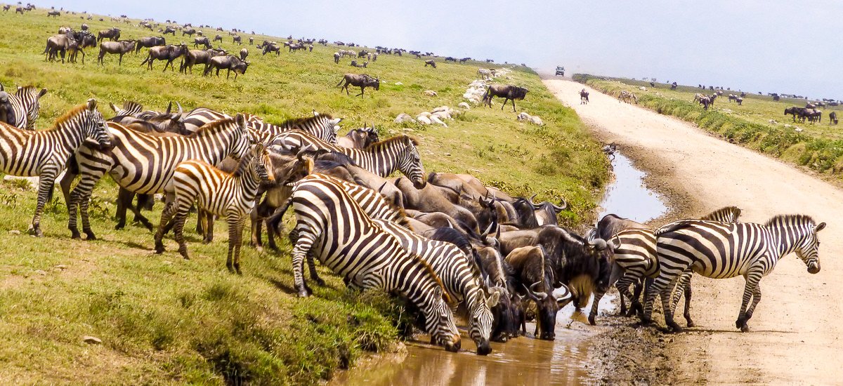  Tansania Serengeti Afrika Erlebnis-Reisen