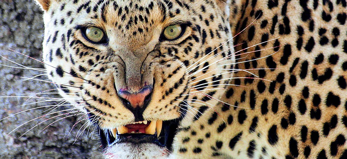  Tansania Serengeti Afrika Erlebnis-Reisen