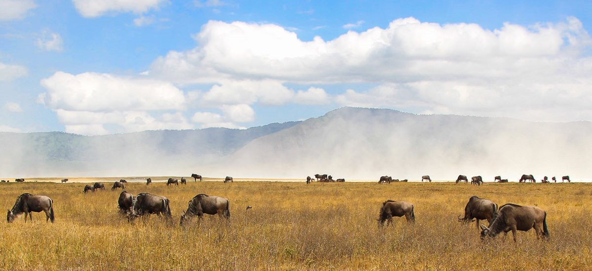  Tansania Serengeti Afrika Erlebnis-Reisen