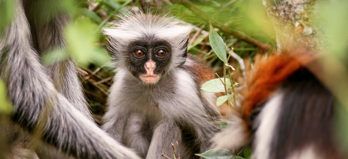 Tansania Serengeti Afrika Erlebnis-Reisen
