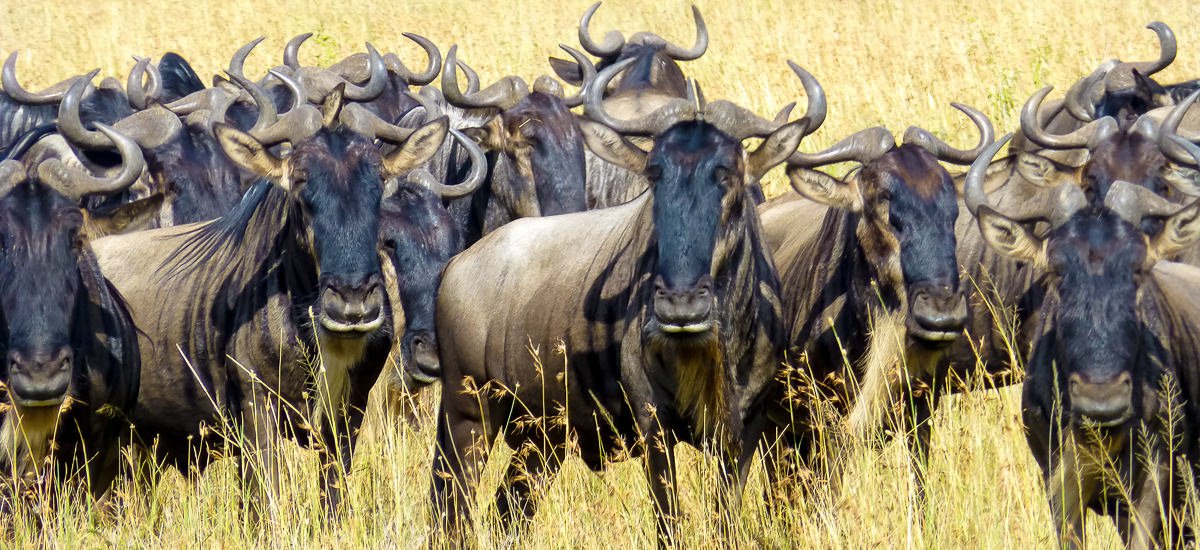  Tansania Serengeti Afrika Erlebnis-Reisen
