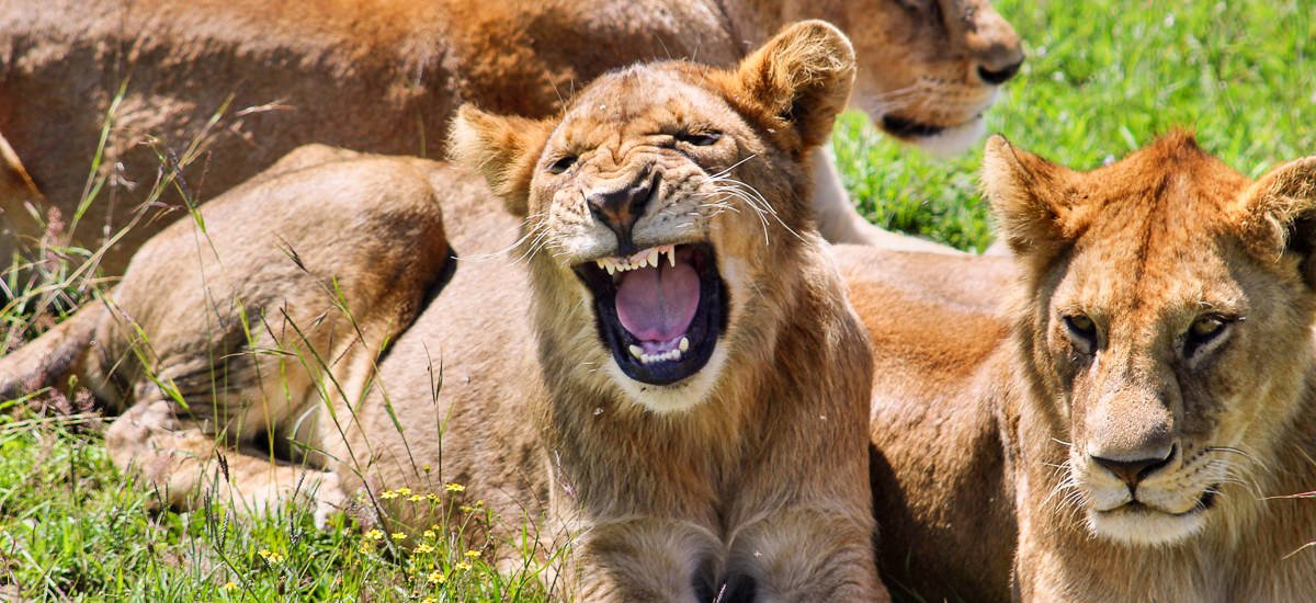  Tansania Serengeti Afrika Erlebnis-Reisen