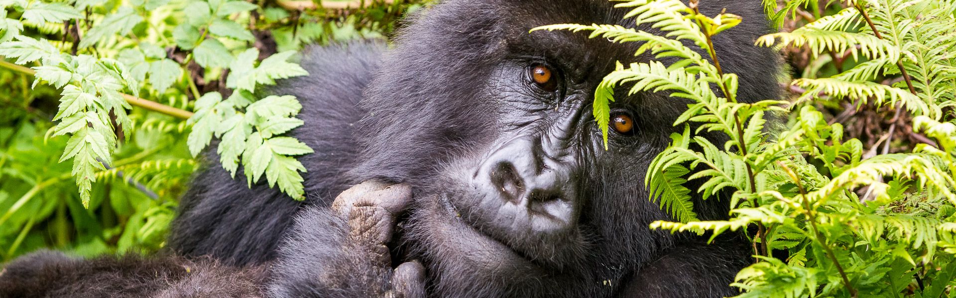 Auge in Auge mit dem Gorilla |  Holger Wagenbreth / Chamleon