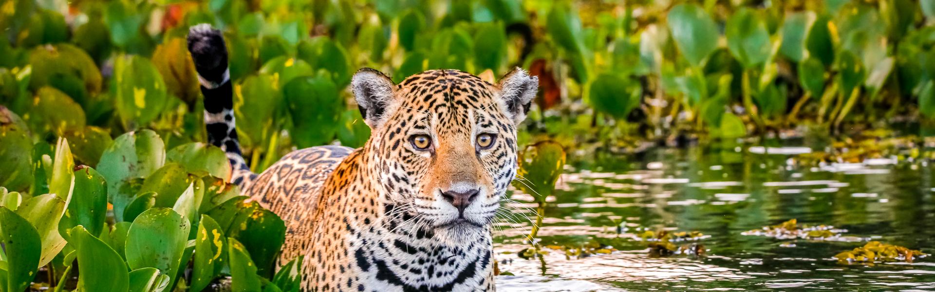 Junger Jaguar im Wasser des Pantanal |  Uwe Bergwitz, iStockphoto.com / Chamleon