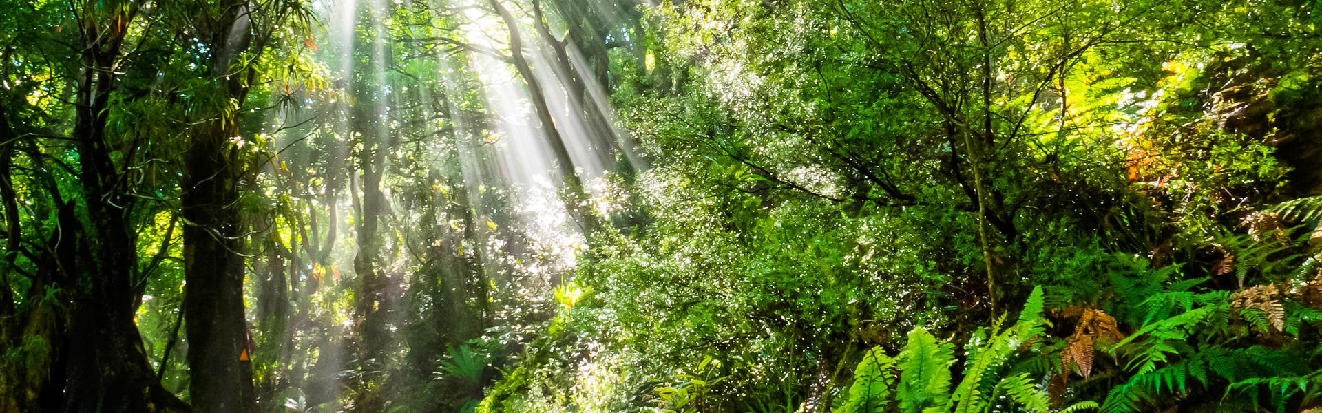 Sonnenstrahlen durchdringen den Regenwald |  Stephan Pietzko, iStockphoto.com / Chamleon