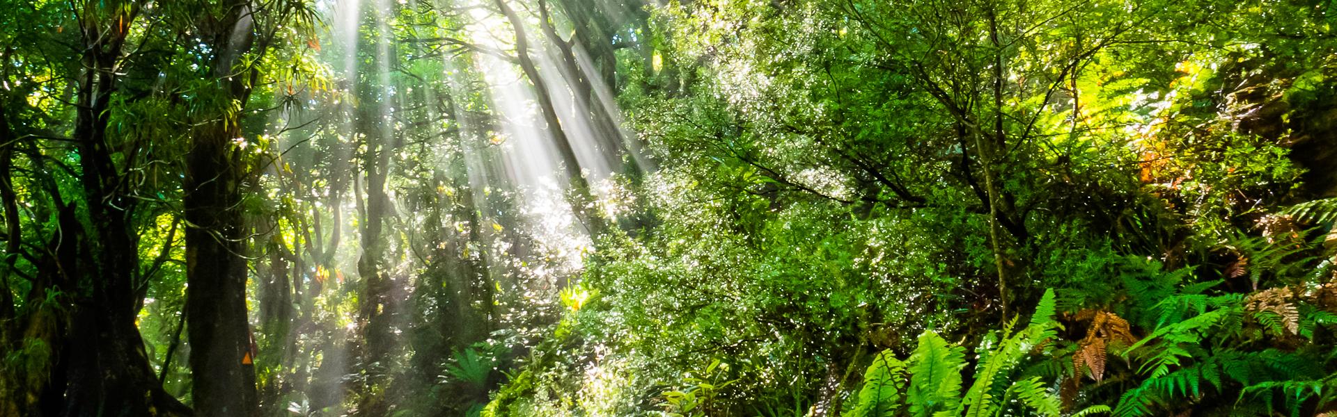 Sonnenstrahlen durchdringen den Regenwald |  Stephan Pietzko, iStockphoto.com / Chamleon