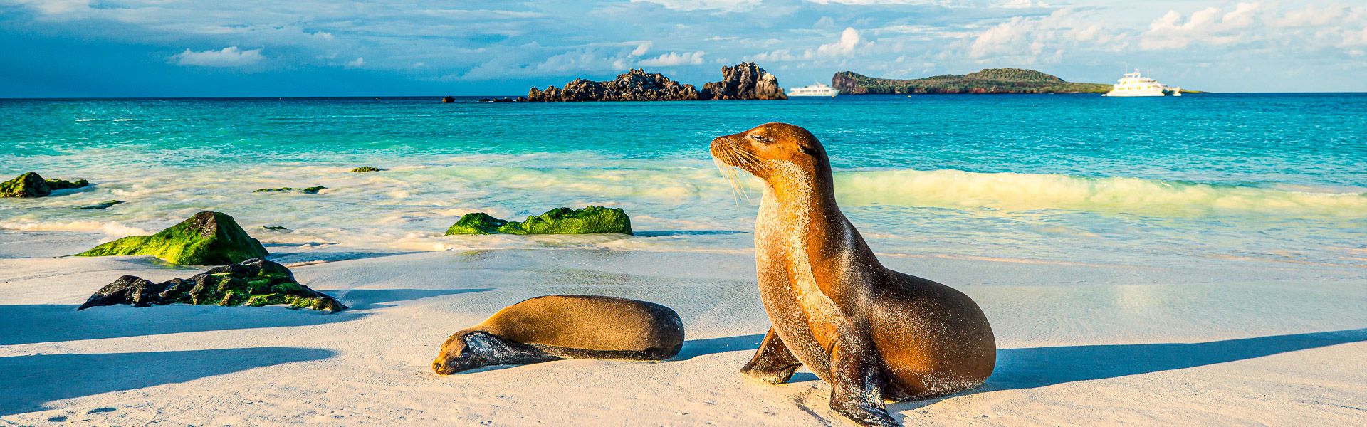 Seelwen am Strand der Insel Espanola, Galapagos  |  guenterguni, iStockphoto.com / Chamleon