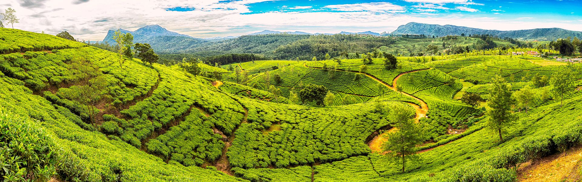 Riesige Teeplantage in Sri Lanka |  fmajor, iStockphoto.com / Chamleon