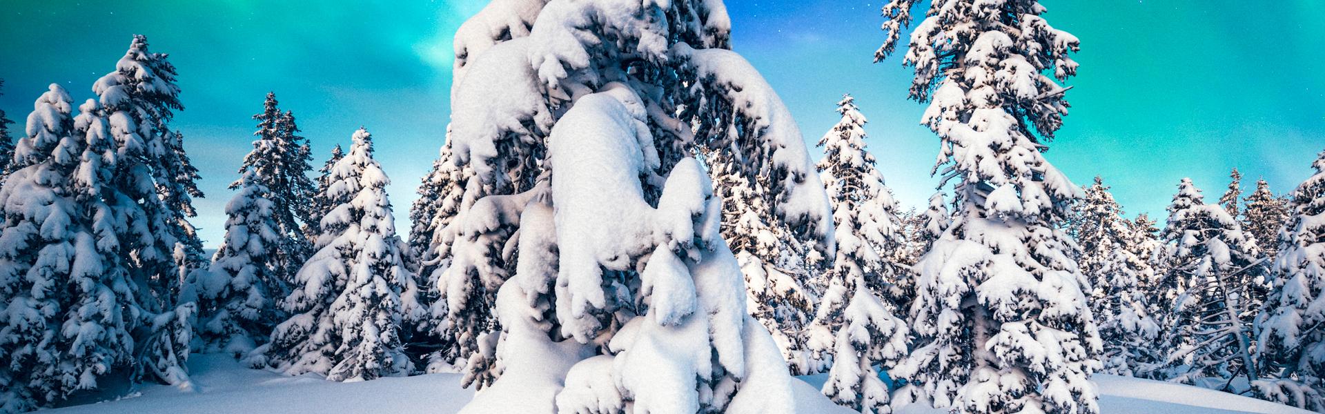 Polarlichter im Winterwald |  Borut Trdina, iStockphoto.com / Chamleon