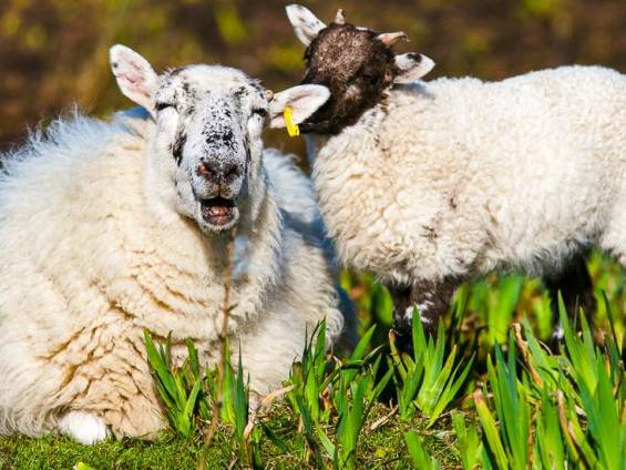 Zu Besuch auf der Schaffarm |  Heather Mount, Unsplash / Chamleon