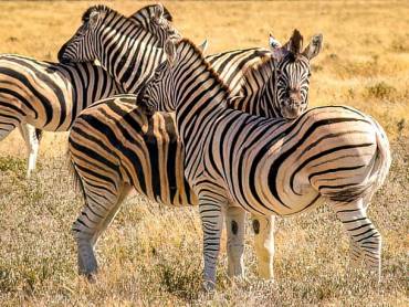 Zebrastreifen