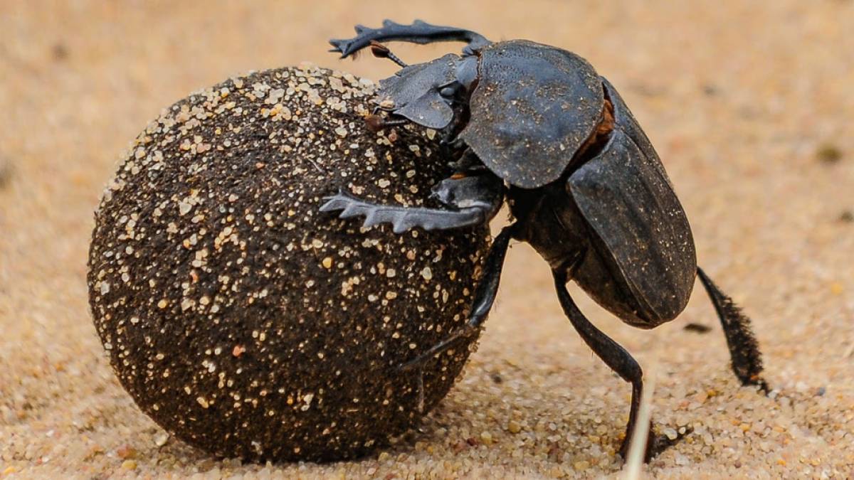 Dung Beetle | © Chamäleon Dung Beetle | © Chamäleon