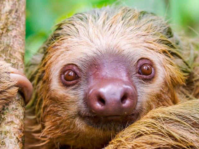 Faultier auf einem Baum |  Tobias Hauser / Chamleon