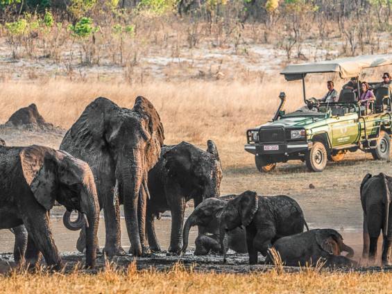 Safari im Hwange Nationalpark |  Amalinda Lodge / Chamleon