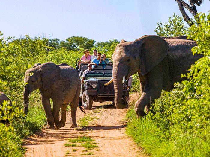 Elefanten berqueren die Strae, im Hintergrund ein Jeep |  IPGGutenbergUKLtd, iStockphoto.com / Chamleon