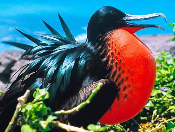 Fregattvogel |  Chamleon