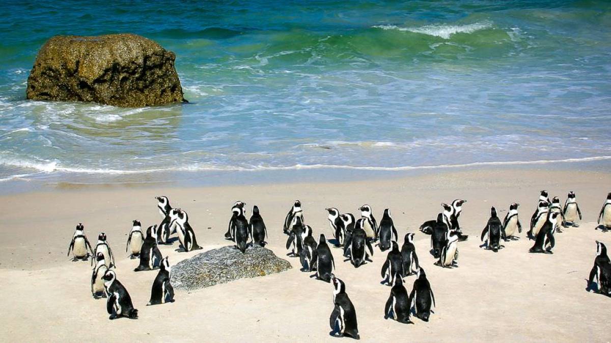 Brillenpinguine am Boulders Beach | © Karin Hartwig / Chamäleon Brillenpinguine am Boulders Beach | © Karin Hartwig / Chamäleon