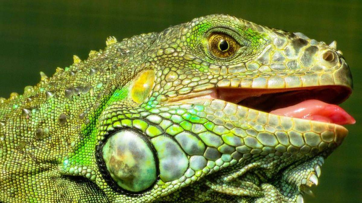 Grüner Leguan | © Chamäleon Grüner Leguan | © Chamäleon