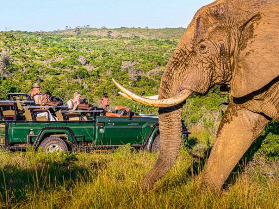 Safari-Begegnung |  Kariega River Lodge / Chamleon