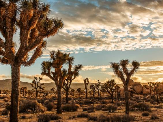 Joshua Tree Nationalpark |  Cedric Letsch, Unsplash / Chamleon