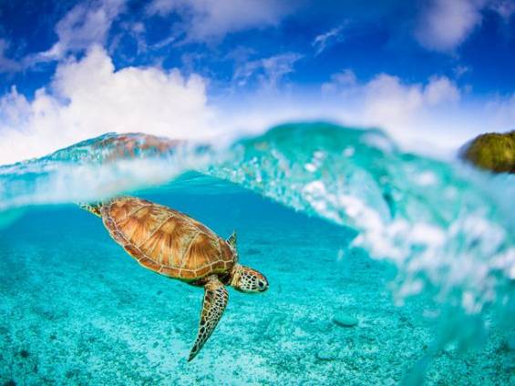 Meeresschildkrte |  petesphotography, iStockphoto.com / Chamleon