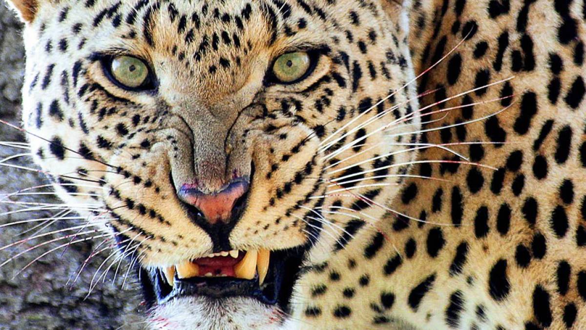 Keinen Schritt weiter - Drohender Leopard | © H. Peter Schneider / Chamäleon Keinen Schritt weiter - Drohender Leopard | © H. Peter Schneider / Chamäleon