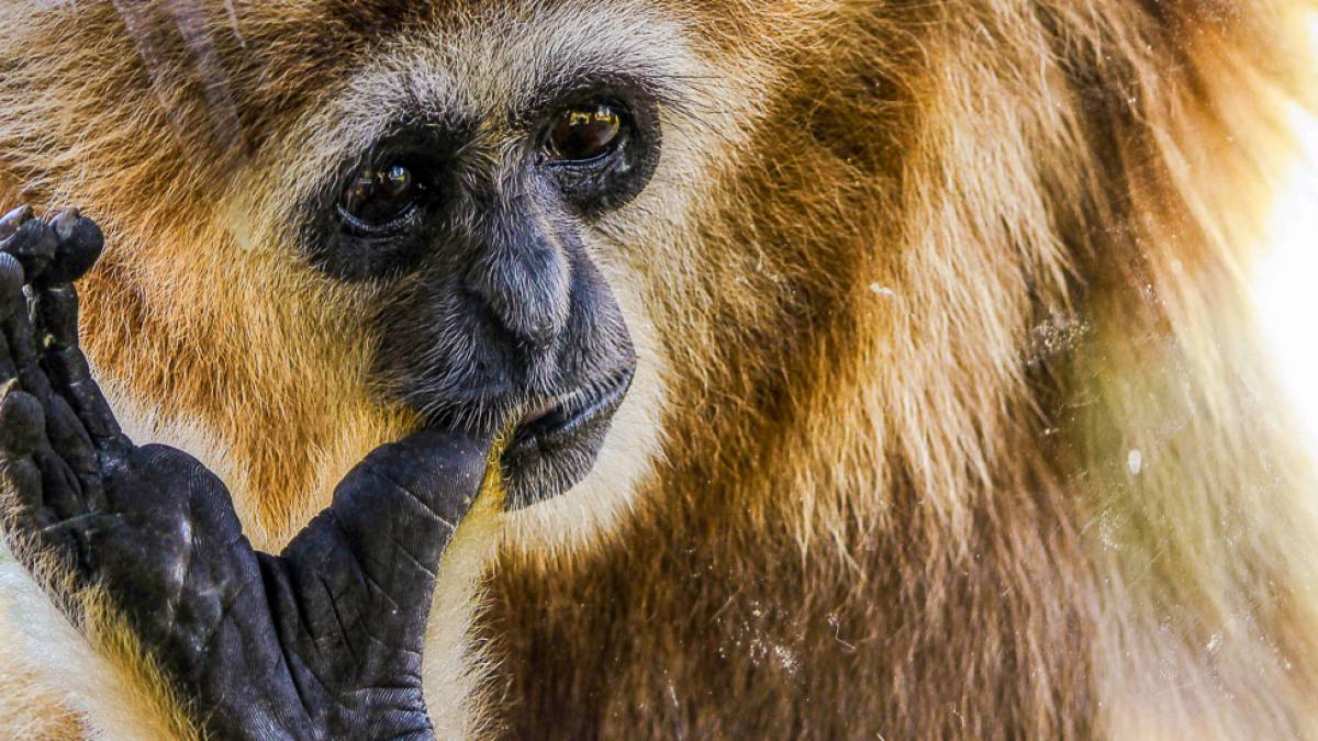 Gibbon gibt Zeichen | © JamesDeMers, Pixabay / Chamäleon Gibbon gibt Zeichen | © JamesDeMers, Pixabay / Chamäleon