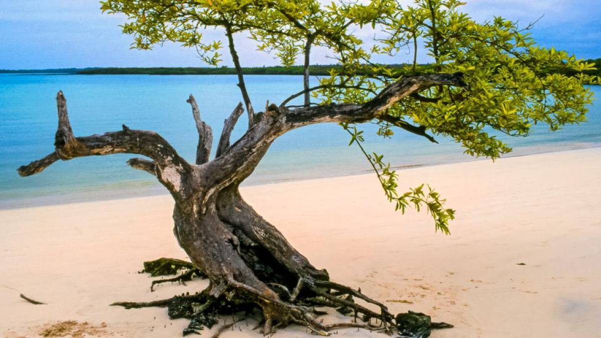 Tortuga Bay | © Morley Read, iStockphoto / Chamäleon Tortuga Bay | © Morley Read, iStockphoto / Chamäleon