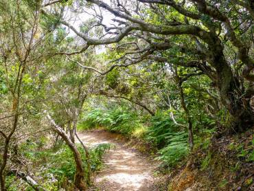 Lorbeerwald auf La Gomera |  Nici Keil, Pixabay / Chamleon
